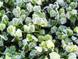 clover covered in ice and frost 