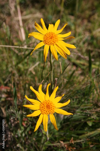 zwei arnikablüten im sonnenlicht zwei arnikablüten im sonnenlicht