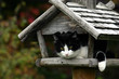 Katze im Vogelhaus