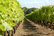 Rang de vigne