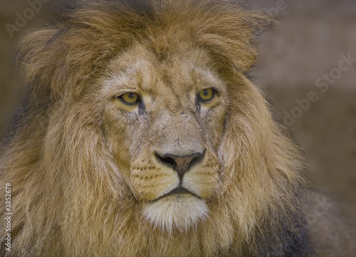 Löwe II
