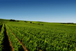 a german vineyard near the rhein river