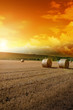 canvas print picture Yellow grain harvested on a farm field