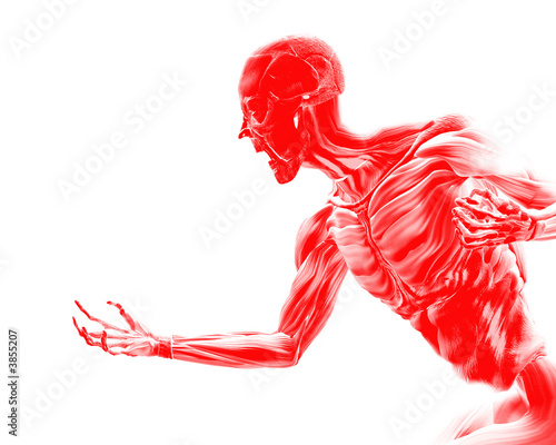 muscles of human body. Muscles On Human Body 19