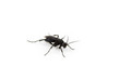 Tarantula Hawk Wasp