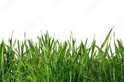 Foto: Gras Gras