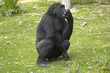 A lowland Gorilla in a Wildlife Park
