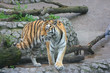 tiger
