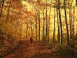 Spaziergang im Herbstwald