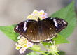 Schmetterling II