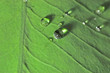 Photo: tiny lenses tiny lenses