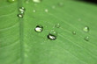 Photo: tiny lenses tiny lenses