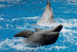 dolphins