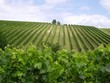 vignes vignes