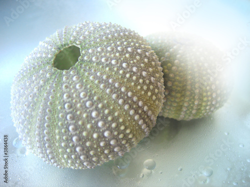 shell of sea urchin