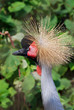 eastern crown crane