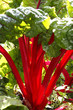 rhubarb chard beta vulgaris taken in july 2007