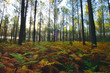 forêt landaise 1 forêt landaise 1