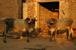 Indian cows