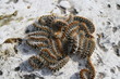 chenille