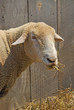 Sheep Eating