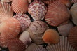 Sea Shells