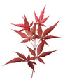 Japanese Maple (Acer palmatum) isolated tip of branch,