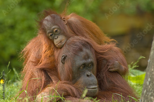 Baby Orangutan Images on Photo  Mother Orangutan With Her Cute Baby    Eric Gevaert  3874611