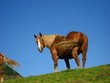 Foto: Pferd Pferd