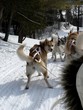 chiens de traineau