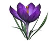 Crocus