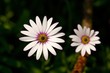 Osteospermum