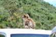 Berberaffe in Gibraltar