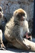 Affe in Gibraltar