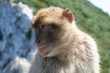 Berberaffe in Gibraltar