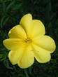 Morning Primrose