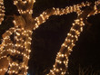 Christmas Lights