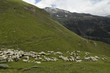 moutons