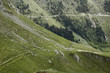 moutons