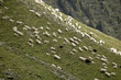 moutons