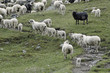 moutons