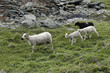 moutons