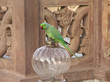 Parakeet in a Lamp in the hotel