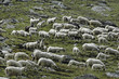 moutons
