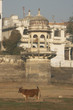 Cow on a dry riverbed in Udaipur