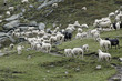 moutons