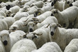 moutons