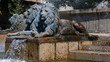 lions