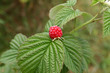 sweet red raspberry on the leaves
