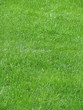 green grass 2